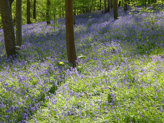 kent-bluebells-hole-park